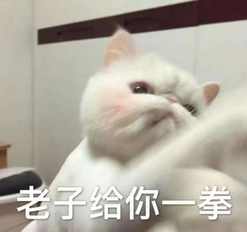 我家猫又抽搐了我就知道它又做梦了