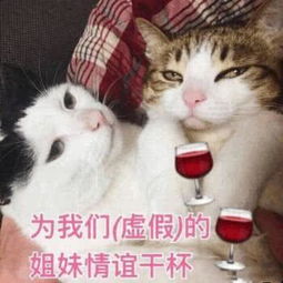 傻屌表情包