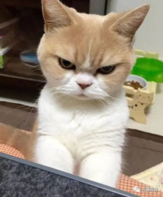 主人忘记给猫带猫粮,家猫得知后露出这表情,网友笑喷摊上事了