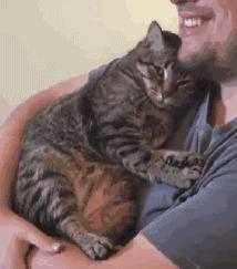 猫界最白眼狼的猫与最忠心的猫,或许你养错了

