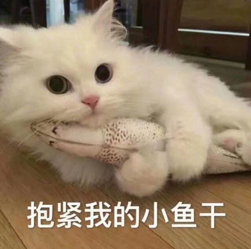猫咪拿话筒唱歌表情包