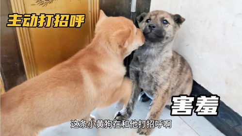 虎斑土狗才刚来到新家,小黄狗就迫不及待打招呼,这也太心急了吧