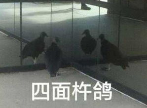20张搞笑表情包,填充你的斗图库