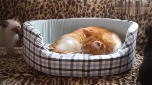 小奶猫骚扰橘猫睡觉,被橘猫一个表情吓怂了,不敢乱动,太逗了
