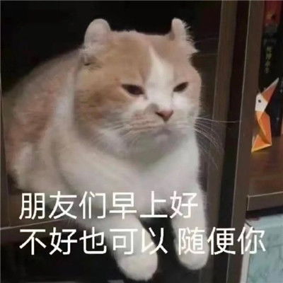 聊天表情包早上好不好也可以随便你