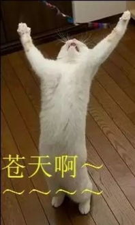 年年过年年相似,今年过年大不同交通1003带你去泰国过大年