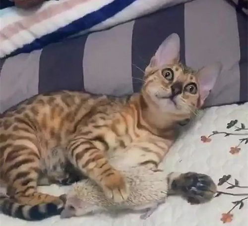 猫咪用爪子碰了下刺猬,脸上表情亮了这个扎脚