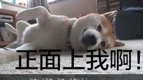 主人上厕所,狗子非往裤裆钻