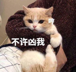 表情包不知道为什么柠檬它围着我