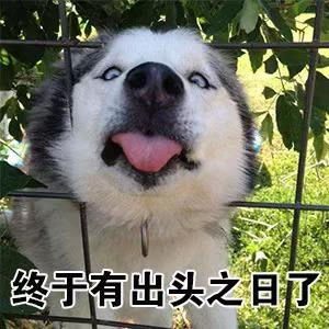 我从来没有见过,这么装逼的哈士奇表情包,有了它称霸装逼界