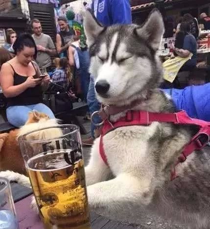柴犬哈士奇自拍表情包奶茶店