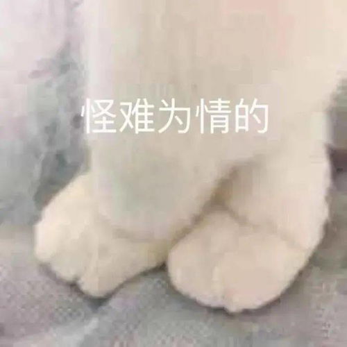 表情包顽皮可爱呆萌的微信表情包