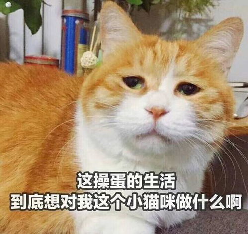 十条笑话哥啊,红烧肉是用糖上色的不是用血