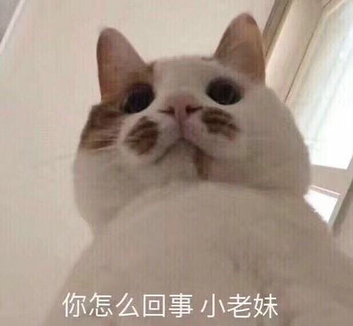 现在晚会上唱歌的都是演员