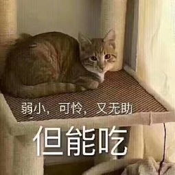 国猫中华田园猫,它们不是土猫