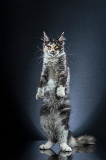 特立独行的猫抓取猫咪站立瞬间表情