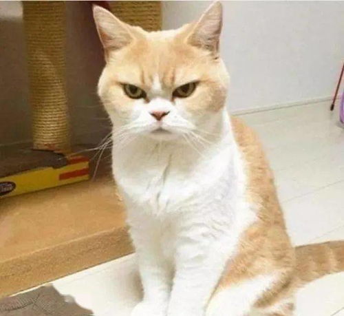 家有戏精橘猫,妥妥的表情包,网友舞台就位,请开始你的表演小家伙