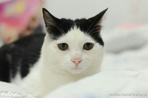 你收藏了哪些有关猫的好看的图片