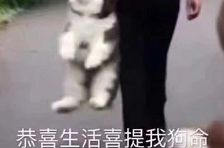 天呐噜没想到购买ddos高防服务的套路这么深