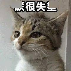 可爱的猫咪表情大全,请收藏备用