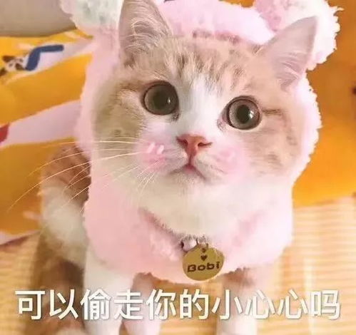 小奇猫表情包小猫咪