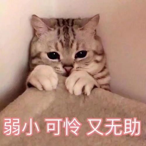 年关将至,我要回家