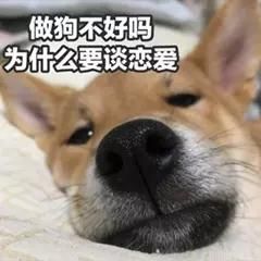 柴犬丨汪界表情包的鼻祖