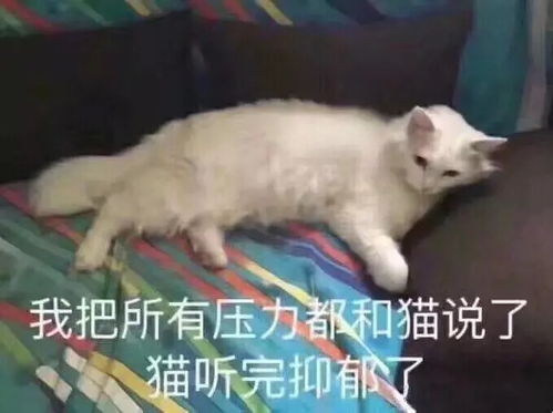 新班主任,心态崩了