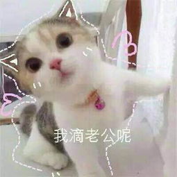 求这些情侣用的表情包