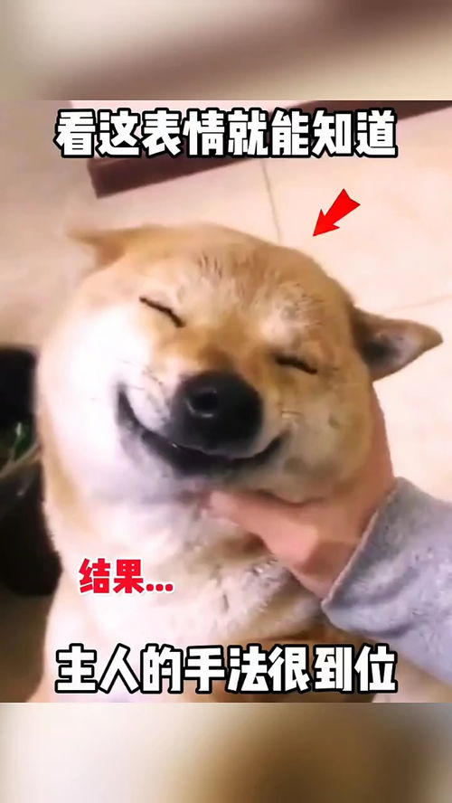 搞笑动物表情包配音表情