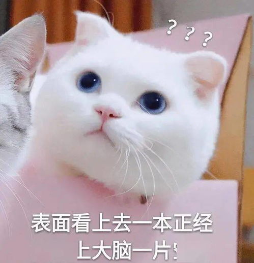 养猫就要戒掉这6件事,不然你别养了