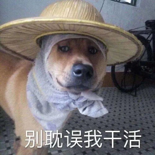 好玩的可爱表情包