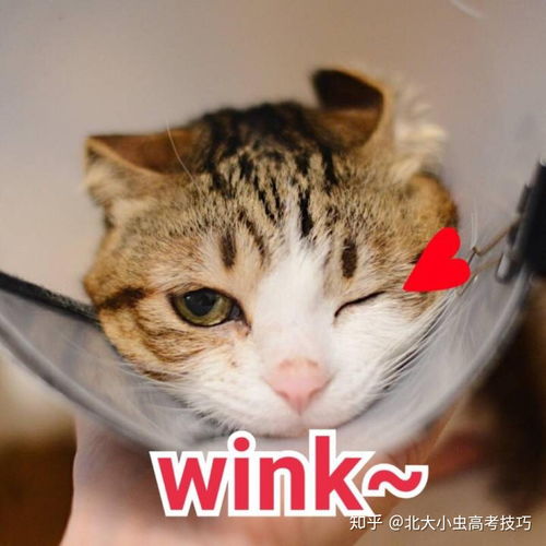 柴犬wink表情包wink