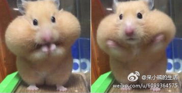 可爱仓鼠表情包托腮