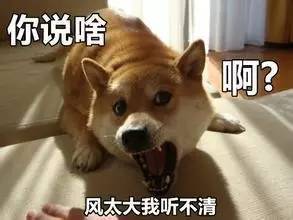 520虐狗日这些小可爱只虐钱包不虐狗