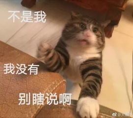 分享我珍藏的10个g的猫片,个个都能当表情包...