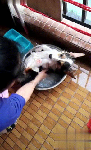 委屈哭的小女孩表情包狗狗