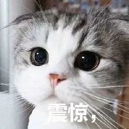 注意长春朝阳区中小学信息采集啦看看到底要填啥