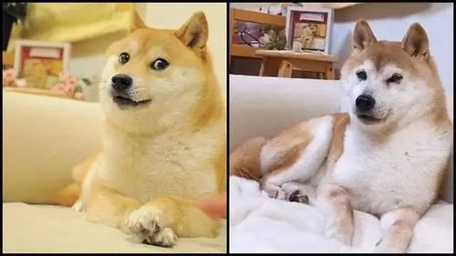 狗头表情包原型病危,曾一个动作火遍全球