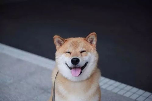 柴犬哈士奇自拍表情包ems