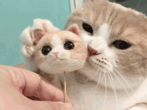 表情包可爱猫猫表情包gif
