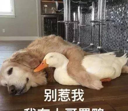 这位把鸭子当宠物养的日本奶奶,一直在试探的边缘徘徊