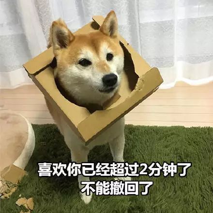 来自柴柴的土味情话