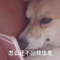 合集汪星人表情包