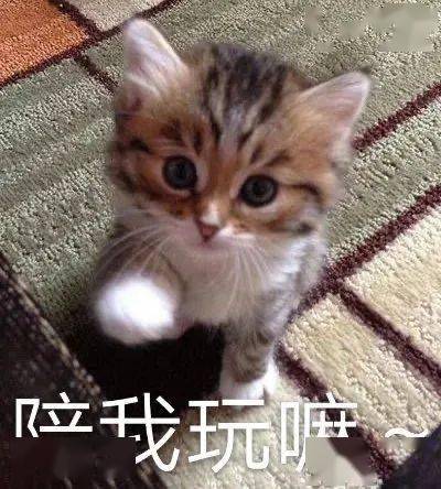 表情包有本事上称