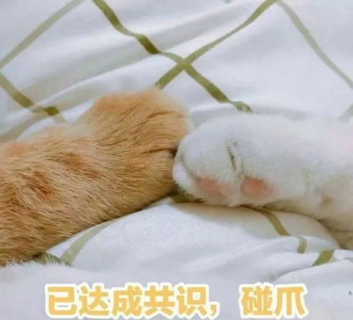 猫咪卖萌表情包带字又又