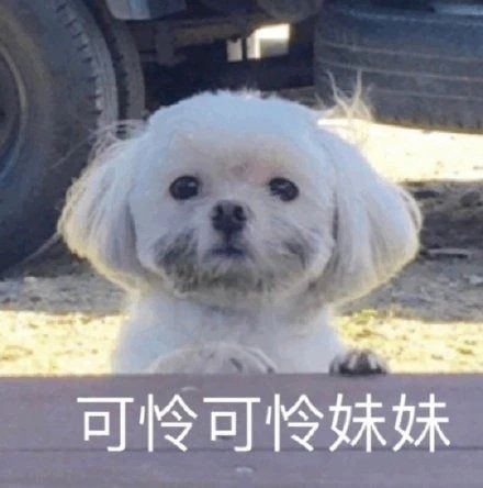 表情包原来我是只鸭子啊